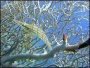 Quelle espce de poisson vit en Egypte ?