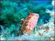 Quelle est cette espce de poisson ?