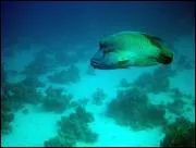 Comment appelle -t-on ce poisson ?