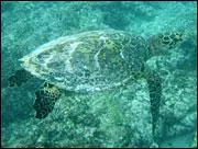 O vit cette tortue ?