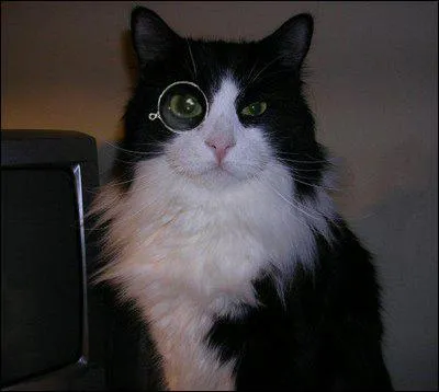 Qu'est-ce que porte Monsieur Mouche ?