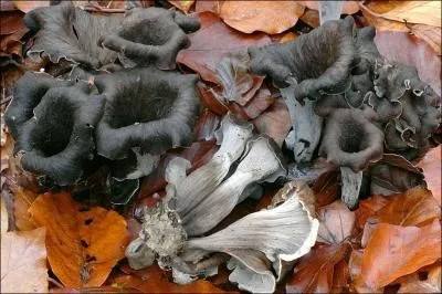 Quelle(s) est (sont) (la) ou (les) saisons de pousses de ce champignon ?