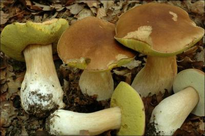 Quelle(s) est (sont) (la) ou (les) saisons de pousses de ce champignon ?