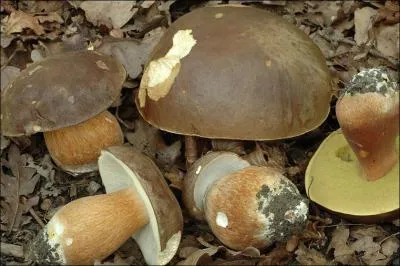 Quelle(s) est (sont) (la) ou (les) saisons de pousses de ce champignon ?