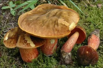 Quelle(s) est (sont) (la) ou (les) saisons de pousses de ce champignon ?