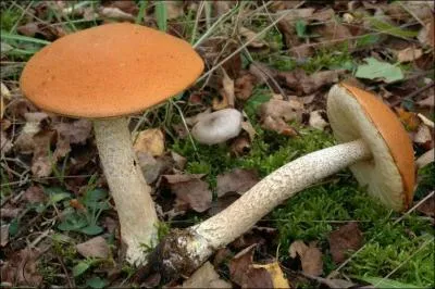 Quelle(s) est (sont) (la) ou (les) saisons de pousses de ce champignon ?