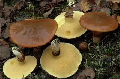 Quelle(s) est (sont) (la) ou (les) saisons de pousses de ce champignon ?