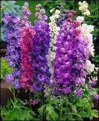 Quel est le nom vernaculaire du Delphinium ?