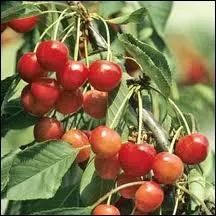 Ce cerisier donne de gros fruits pointus, carmin vif. C'est le... .