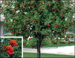 Quel est le nom commun du Sorbus aucuparia ?