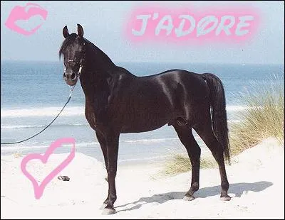 Quelle est cette couleur de robe ?