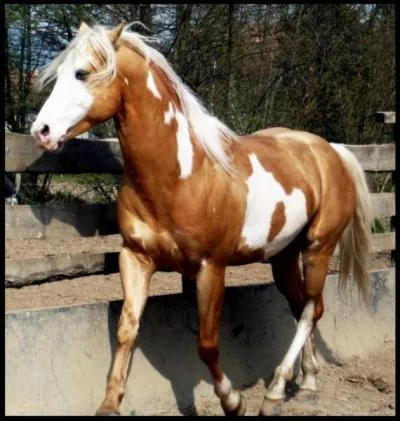 Quelle est cette couleur de robe ?