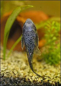 Quelle taille mesure-t-il en aquarium ?