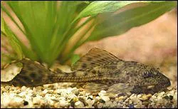 Les plus grands spcimens en bassins mesurent jusqu' :