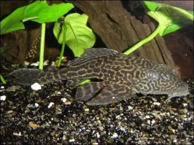 La temprature de l'eau doit tre de :