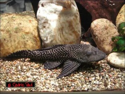 Les Plcos communs sont :