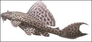 Il est difficile d'avoir des petits Plcos en aquarium.