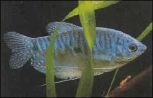 La taille d'un Gourami bleu est de ...