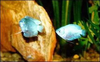 Sa taille maximum est de ...