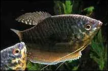 Les Gouramis bleus sont des poissons plutt ...