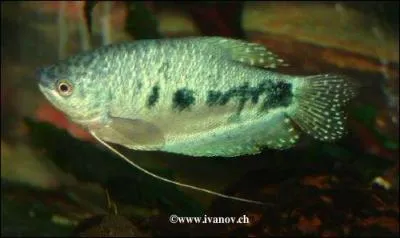 Les Gouramis bleus font des nids de bulles lors des accouplements...