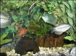 Les Gouramis bleus sont ...