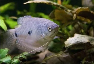 Les Gouramis bleus sont ...