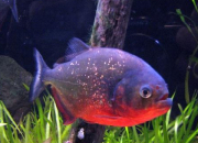 Quiz Le Piranha  ventre rouge