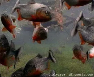 L'eau de leur aquarium doit tre de ... ?