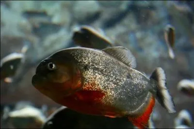 Si l'eau n'est pas  la temprature ci-dessus ... ?