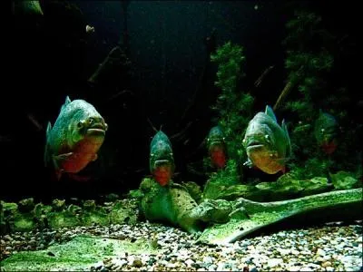 Les Piranhas  ventre rouge aiment ... ?