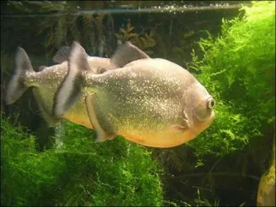 La viande rouge est fortement dconseille, car ils ne la digrent pas trs bien ?