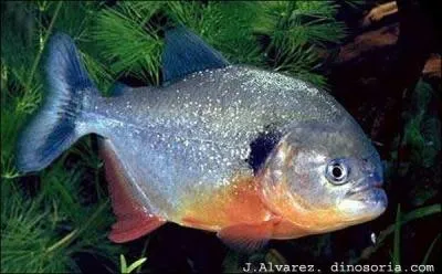 Dans la nature, les Piranhas  ventre rouge sont capables ...