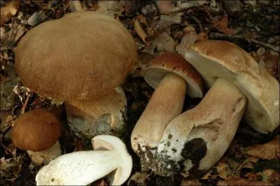 Quelle(s) est (sont) (la) ou (les) saisons de pousses de ce champignon ?