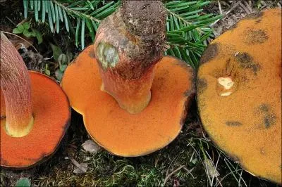 Quelle(s) est (sont) (la) ou (les) saisons de pousses de ce champignon ?