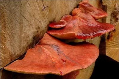 Quelle(s) est (sont) (la) ou (les) saisons de pousses de ce champignon ?