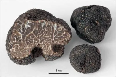 Quelle(s) est (sont) (la) ou (les) saisons de pousses de ce champignon ?