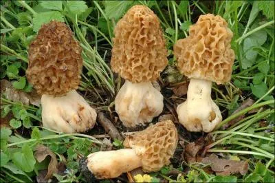 Quelle(s) est (sont) (la) ou (les) saisons de pousses de ce champignon ?