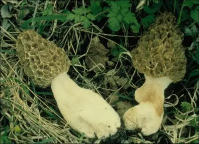 Quelle(s) est (sont) (la) ou (les) saisons de pousses de ce champignon ?