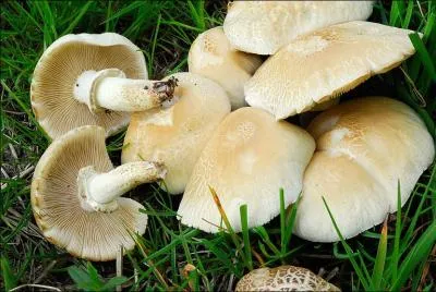 Quelle(s) est (sont) (la) ou (les) saisons de pousses de ce champignon ?