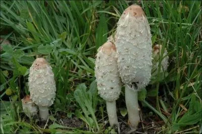 Quelle(s) est (sont) (la) ou (les) saisons de pousses de ce champignon ?