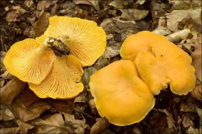 Quelle(s) est (sont) (la) ou (les) saisons de pousses de ce champignon ?