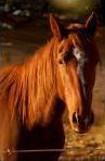 Quiz Animaux