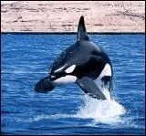 Quel animal est-ce ?