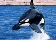 Quiz Les animaux marins