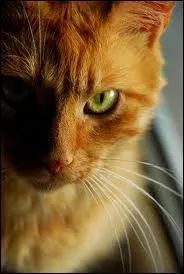 Qui est ce chat ?