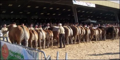 Quelle sous-préfecture des Deux-Sèvres est le troisième marché de bestiaux de France ?