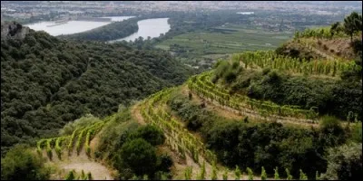 Quelle est la "côte" la plus réputée de Condrieu et fort chérie des nologues ?