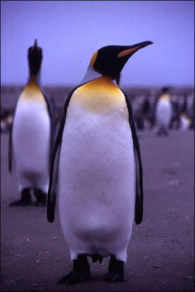 Retrouvez l'affirmation FAUSSE concernant les les Kerguelen.