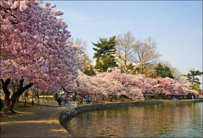 Au printemps, les Japonais s'adonnent au hanami qui consiste à :